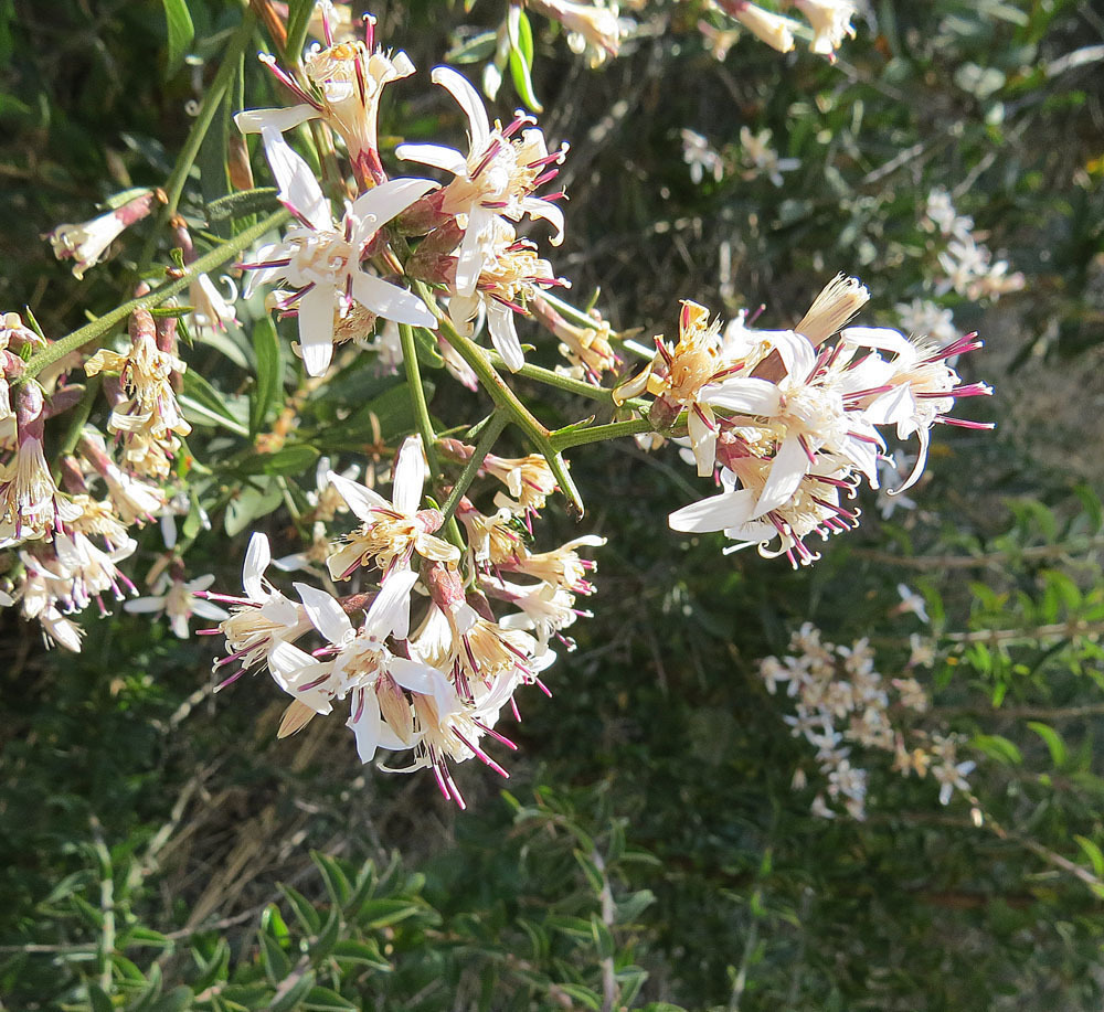 Puscana