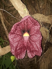 Aristolochia gigantea