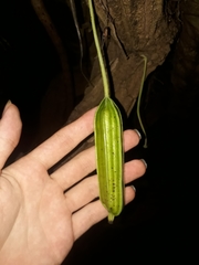 Aristolochia gigantea
