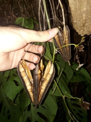 Aristolochia gigantea