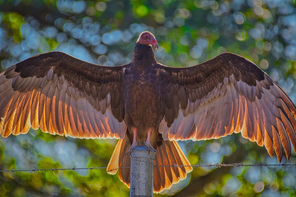 turkey vulture size