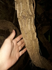 Aristolochia gigantea