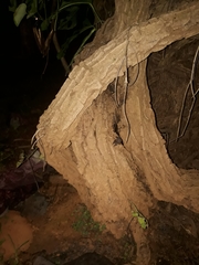 Aristolochia gigantea