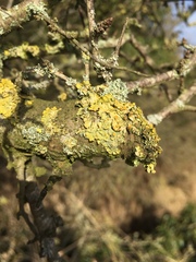Xanthoria parietina