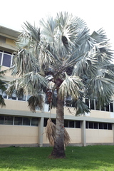 Corypha umbraculifera