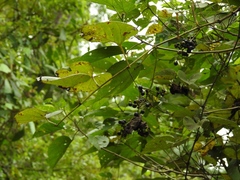 Vitis tiliifolia