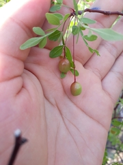 Bursera laxiflora