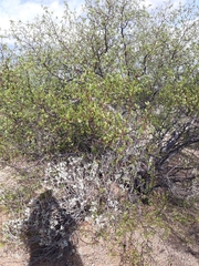 Bursera laxiflora