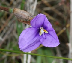 Patersonia juncea