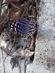 Myscelia ethusa ethusa