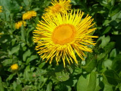 Pentanema orientale