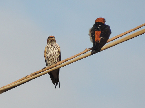 Lesser Striped Swallow