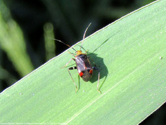Horciasinus argentinus