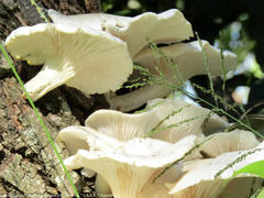 Pleurotus albidus