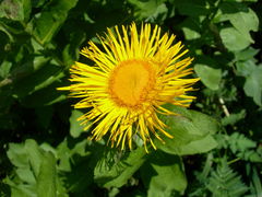 Pentanema orientale