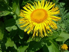 Pentanema orientale