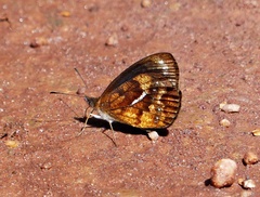 Lymanopoda ferruginosa