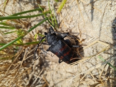 Ceroplesis capensis