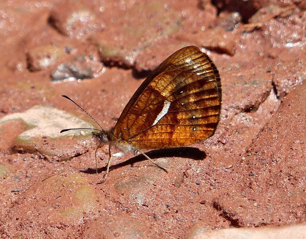Lymanopoda ferruginosa