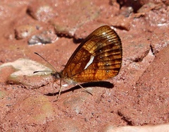 Lymanopoda ferruginosa