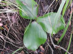 Chlorophytum pusillum