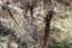 Liatris punctata mucronata