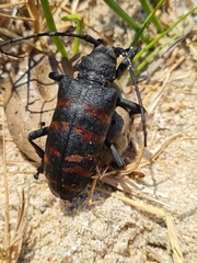Ceroplesis capensis