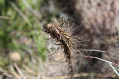 Liatris punctata mucronata