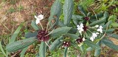 Clerodendrum capitatum
