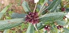 Clerodendrum capitatum