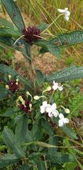 Clerodendrum capitatum