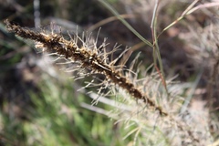 Liatris punctata mucronata