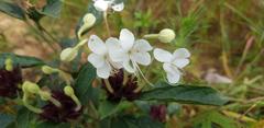 Clerodendrum capitatum