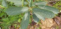 Clerodendrum capitatum