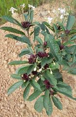 Clerodendrum capitatum