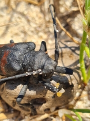 Ceroplesis capensis