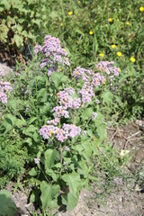 Urolepis hecatantha