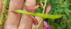 Droogmansia