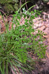 Asplenium aethiopicum