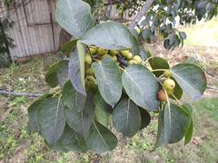 Ficus ovata