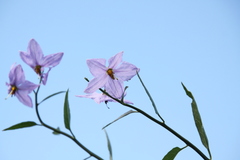 Solanum amygdalifolium