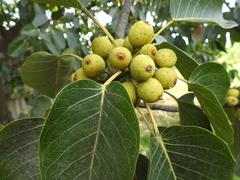 Ficus ovata
