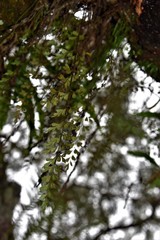 Asplenium aethiopicum