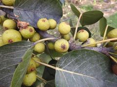 Ficus ovata