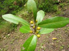 Ficus sansibarica