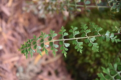 Asplenium aethiopicum