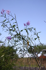 Solanum amygdalifolium