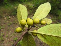 Ficus sansibarica