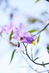 Solanum amygdalifolium