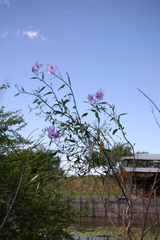 Solanum amygdalifolium